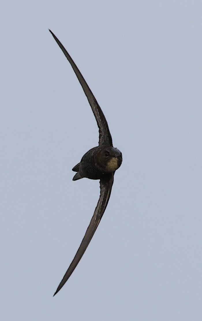 Pacific Swift