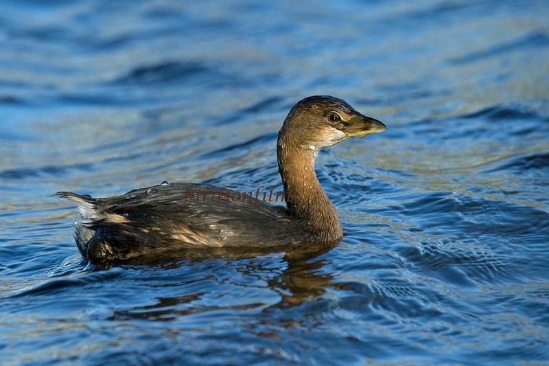 Pied-billed Grebe