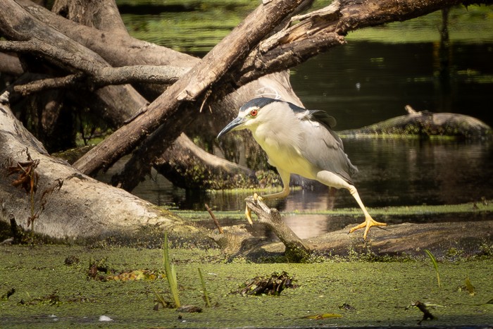 Night Heron