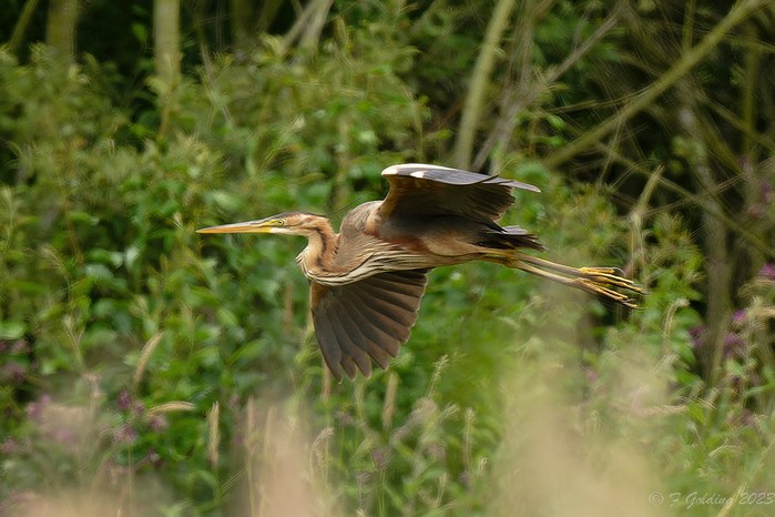 Purple Heron
