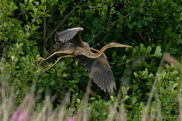 Purple Heron