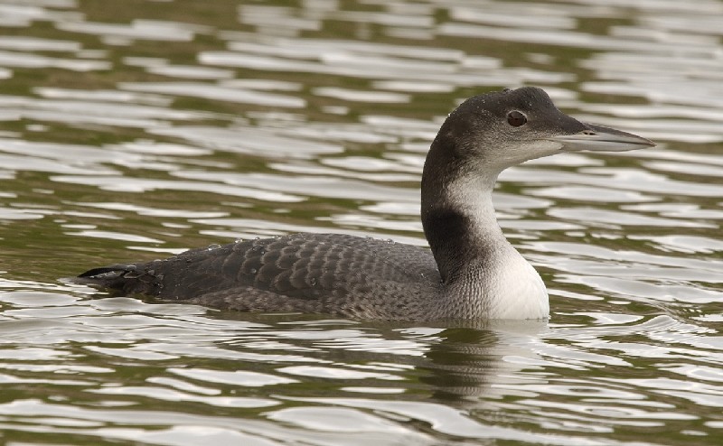 Great Northern Diver