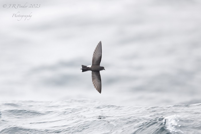 Wilson's Petrel