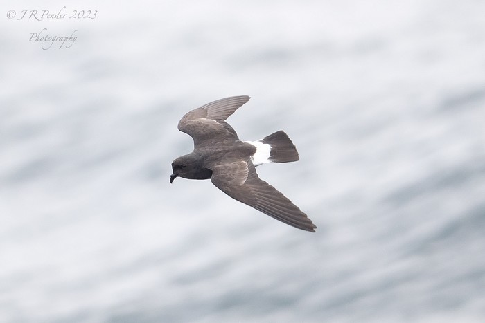 Storm Petrel