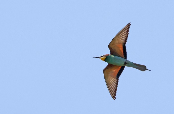 Bee-eater