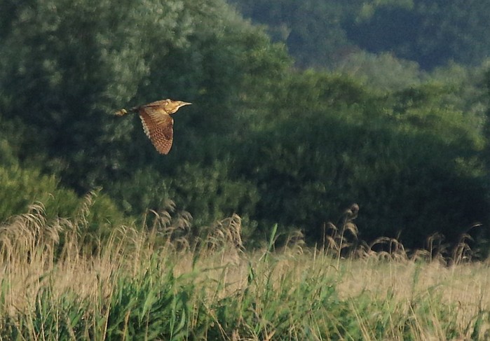 Bittern
