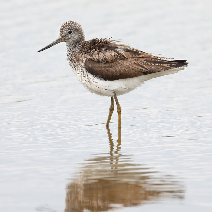 Greenshank