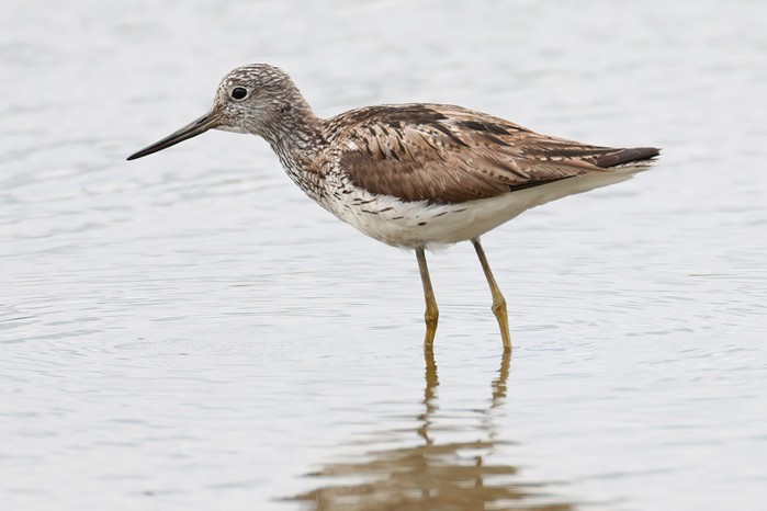 Greenshank