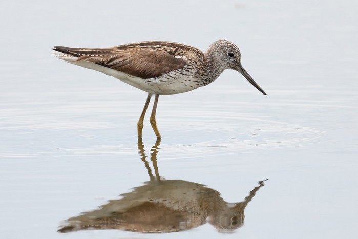 Greenshank