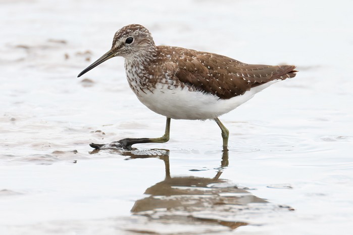 Green Sandpiper