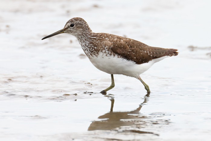 Green Sandpiper