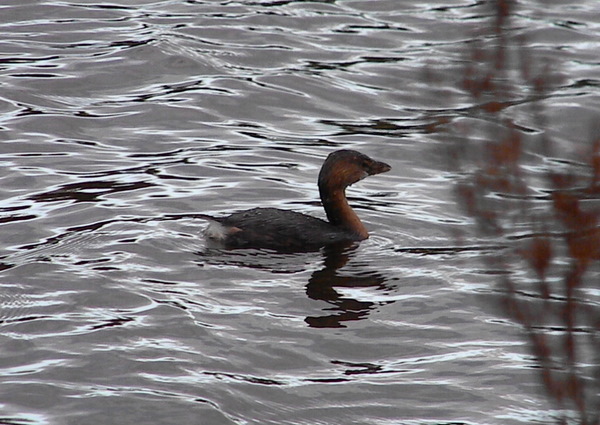 Pied-billed Grebe