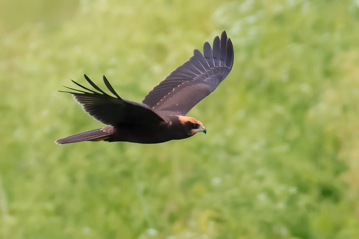 Marsh Harrier