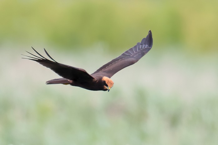 Marsh Harrier
