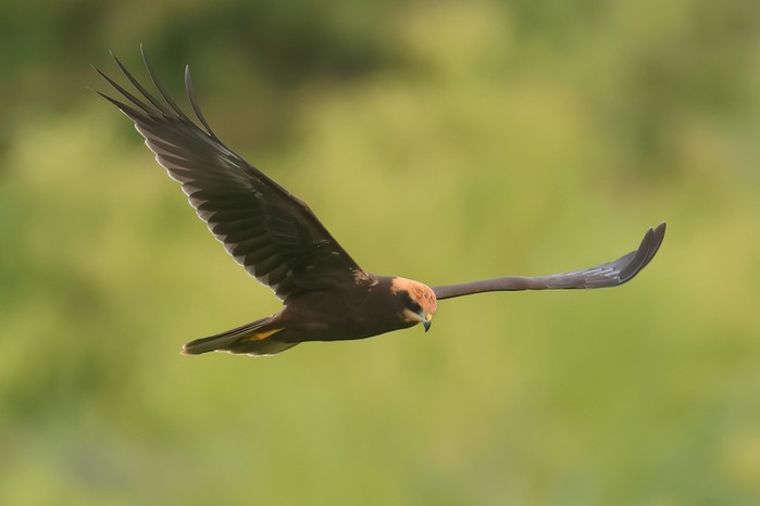 Marsh Harrier