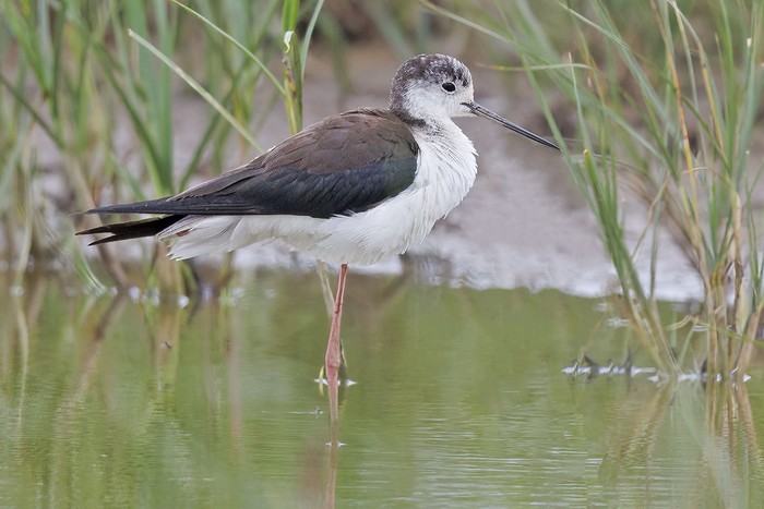 Black-winged Stilt