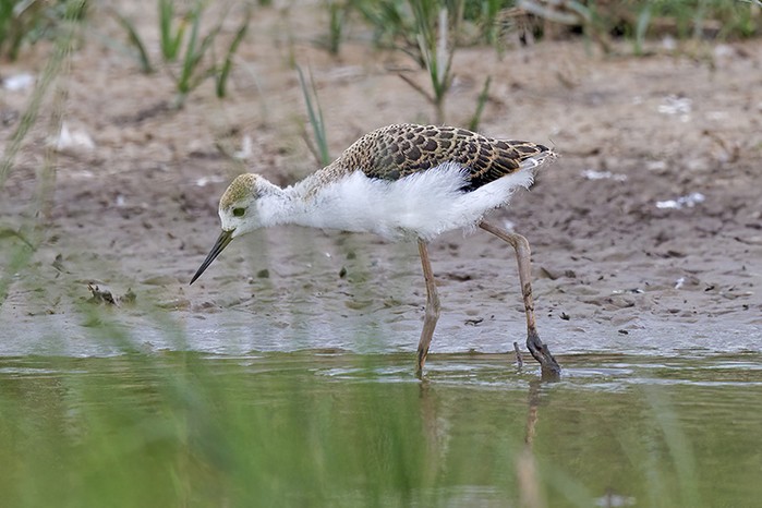 Black-winged Stilt
