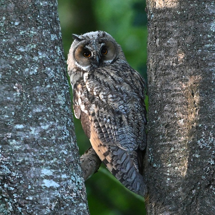 Long-eared Owl
