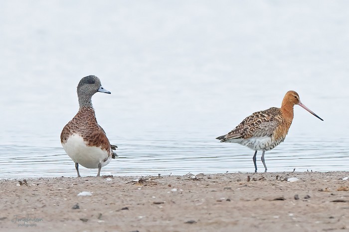 American Wigeon