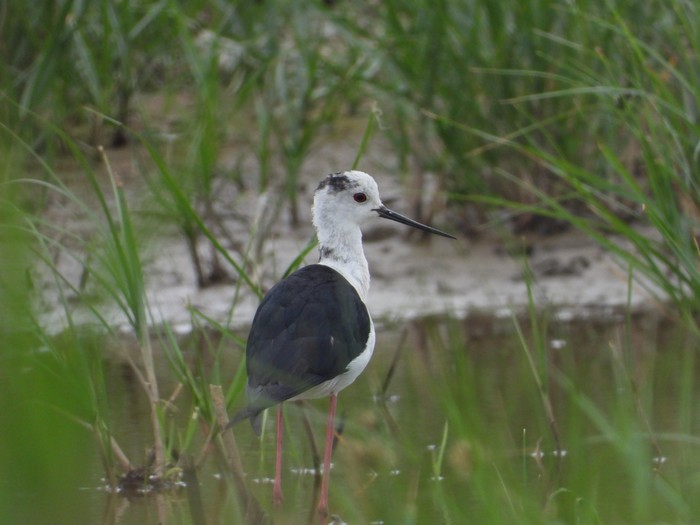 Black-winged Stilt