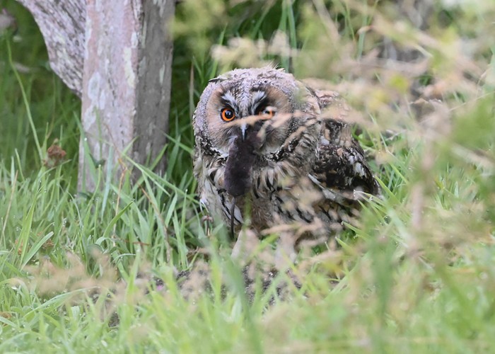 Long-eared Owl