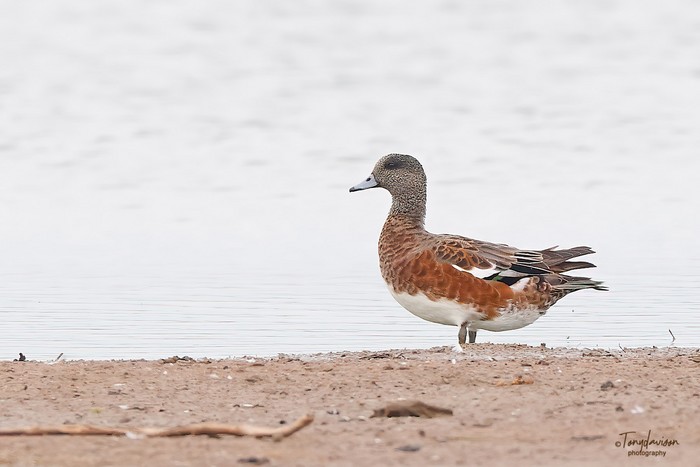 American Wigeon