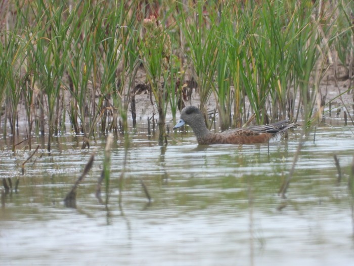 American Wigeon