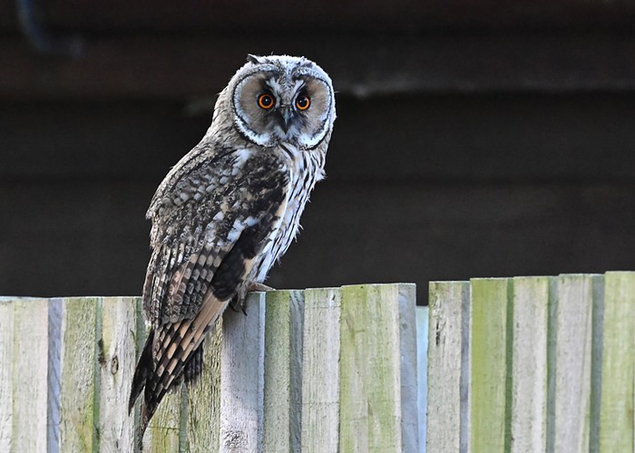 Long-eared Owl