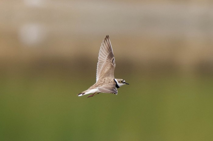Little Ringed Plover