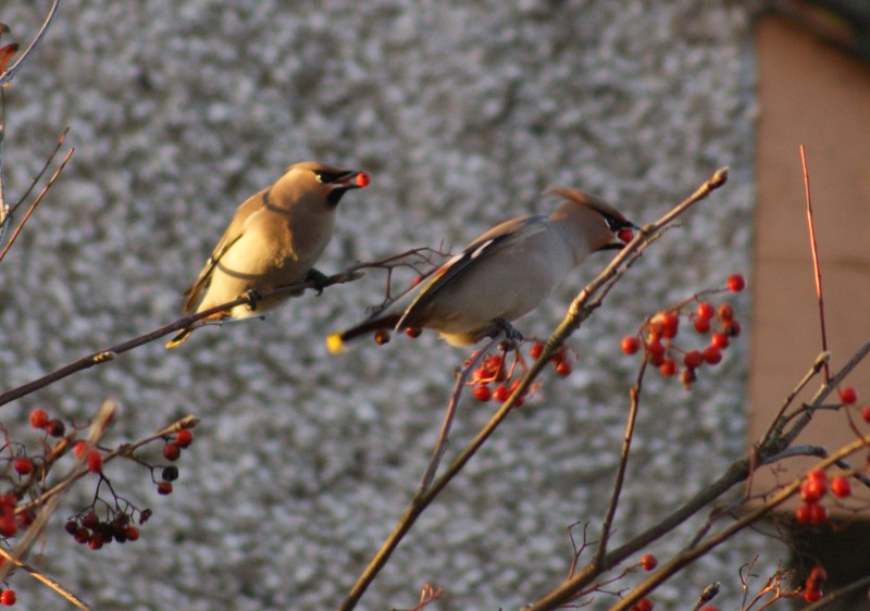 Waxwing