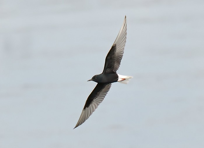 White-winged Black Tern