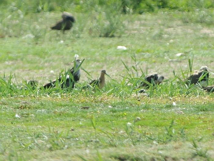 Long-billed Dowitcher