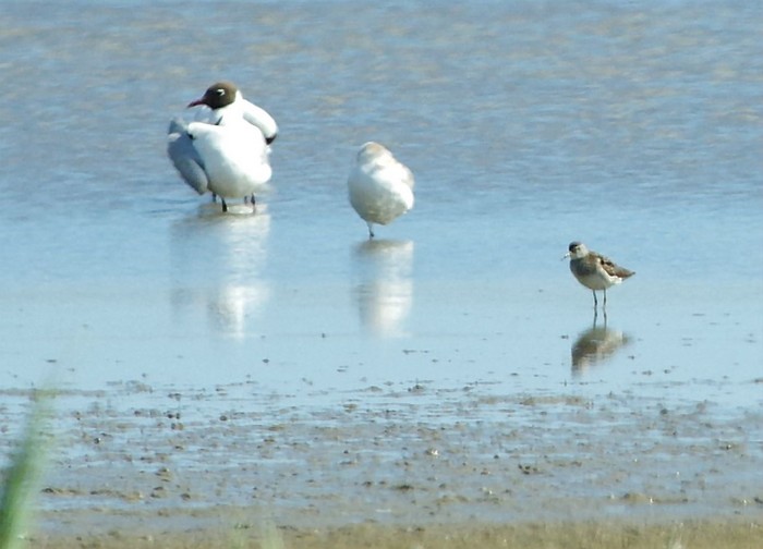 Wood Sandpiper