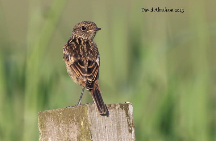 Stonechat 