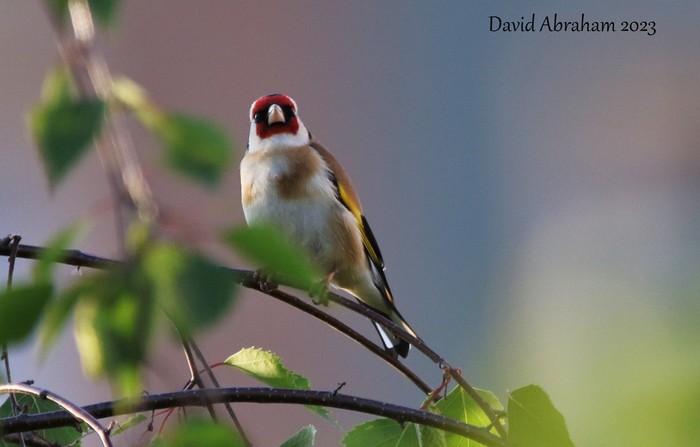 Goldfinch 