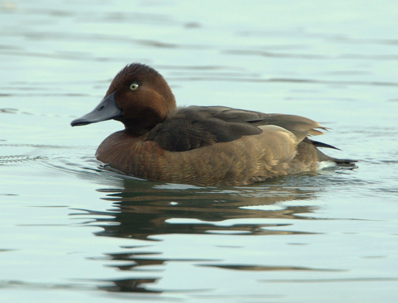 Ferruginous Duck