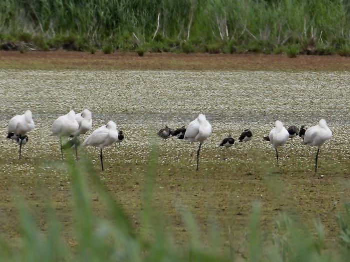 Spoonbill