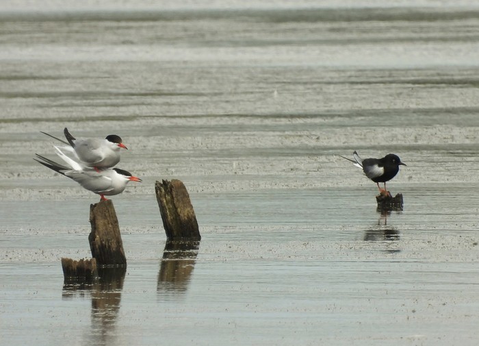 White-winged Black Tern