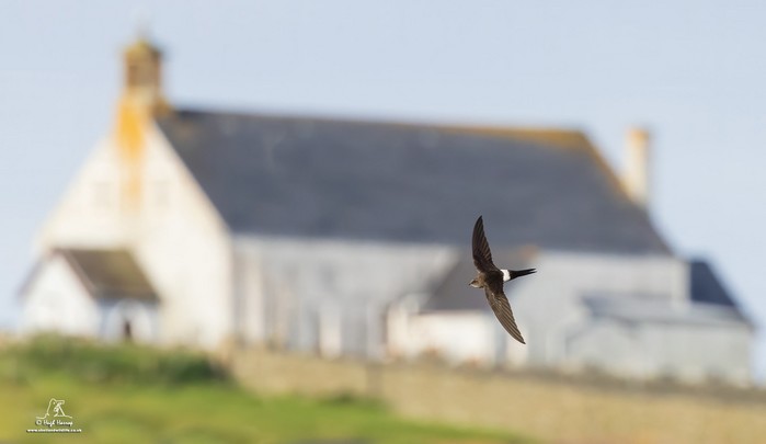 Pacific Swift