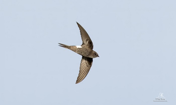 Pacific Swift