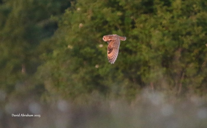 Long-eared Owl
