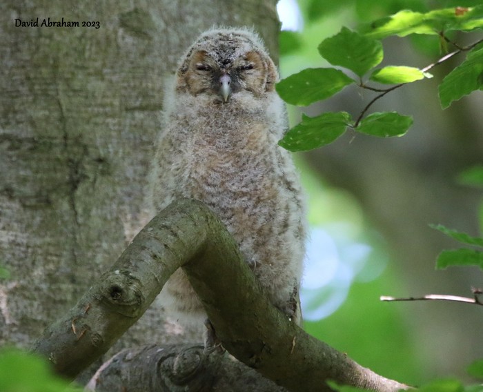 Tawny Owl 
