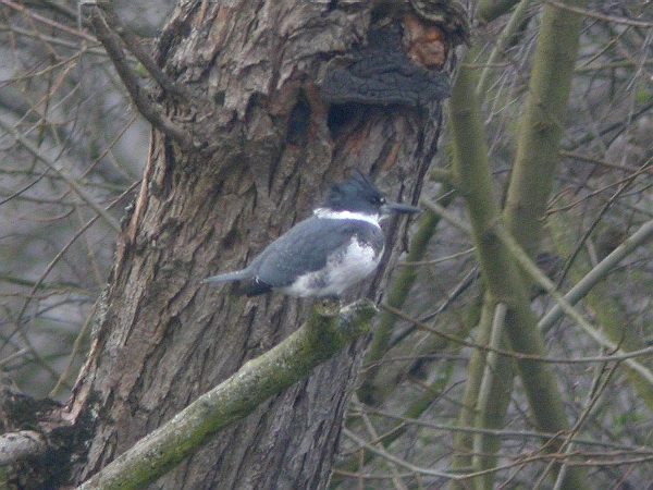 Belted Kingfisher