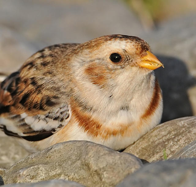 Snow Bunting
