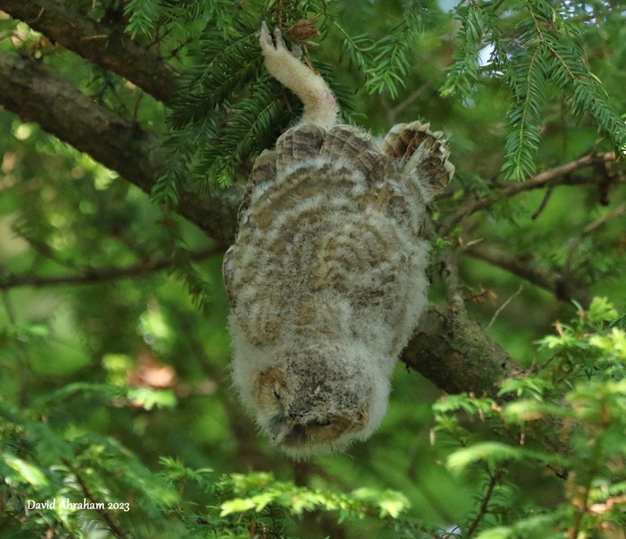 Tawny Owl 