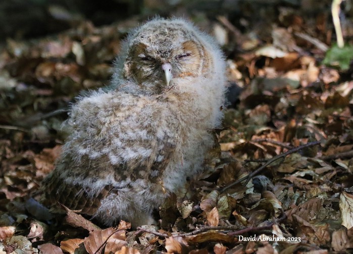 Tawny Owl 
