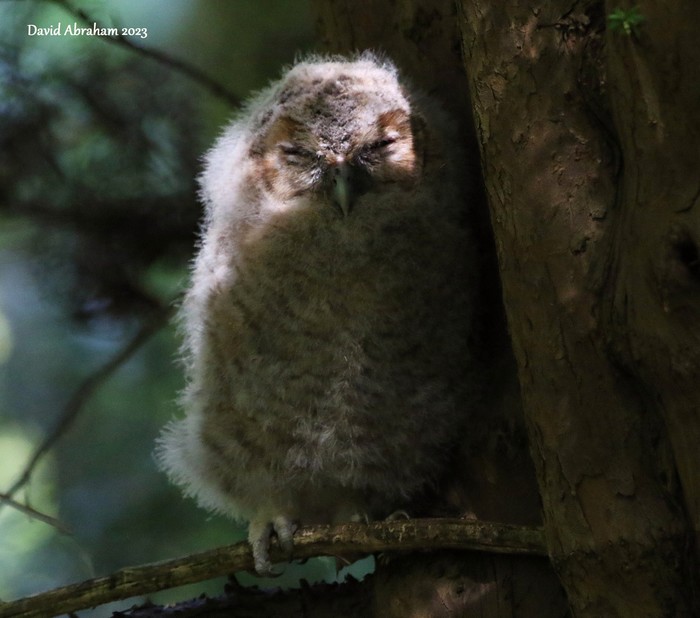 Tawny Owl 
