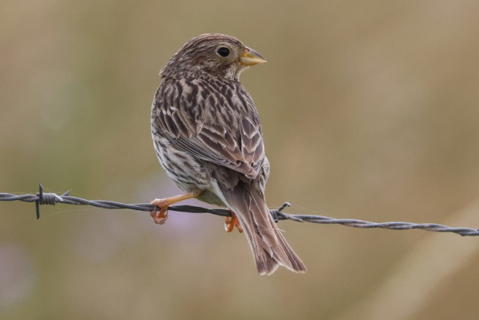Corn Bunting