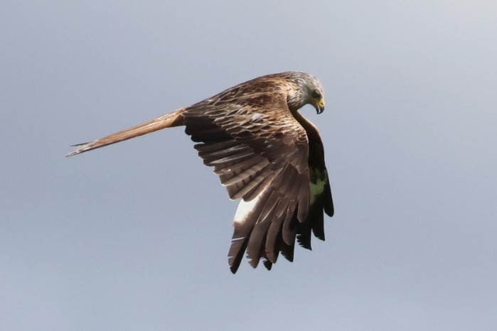 Red Kite