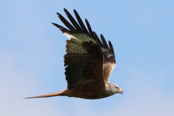 Red Kite